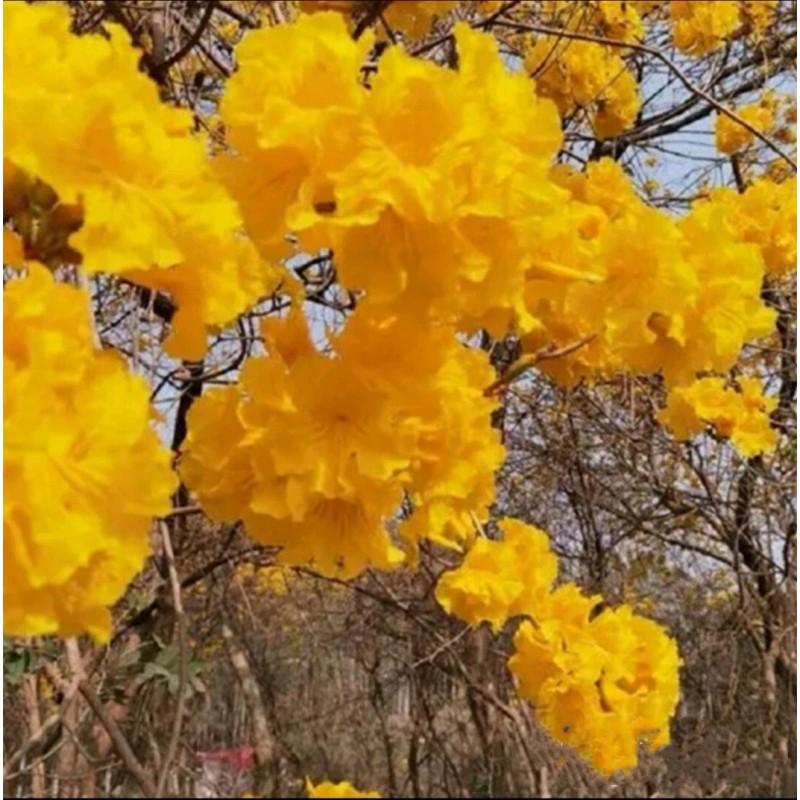 Seed-Top 60 YellowTabebuia Seeds Trumpet Tree Handroanthus chrysotrichus Rare Tree