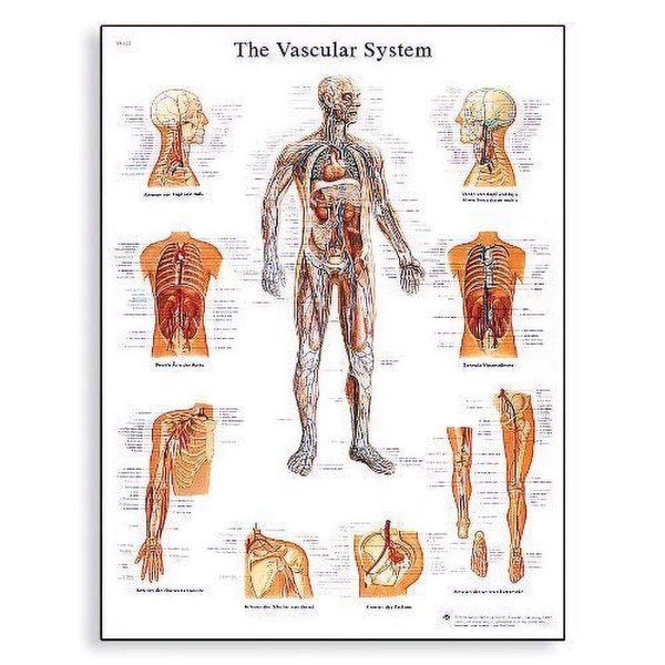 3B Scientific VR1353UU Glossy Paper The Vascular System Anatomical Chart, Poster Size 20" Width x 26" Height