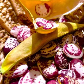 TomorrowSeeds - Christmas Pole Lima Bean Seeds - 20+ Count Packet - for 2025 Planting Garden Seed Red Speckled Limas Beans Large Calico