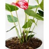 Kapecute 2QT Anthurium Potting Soil, Professionally Formulated Lightweight, Persistent Humidity,