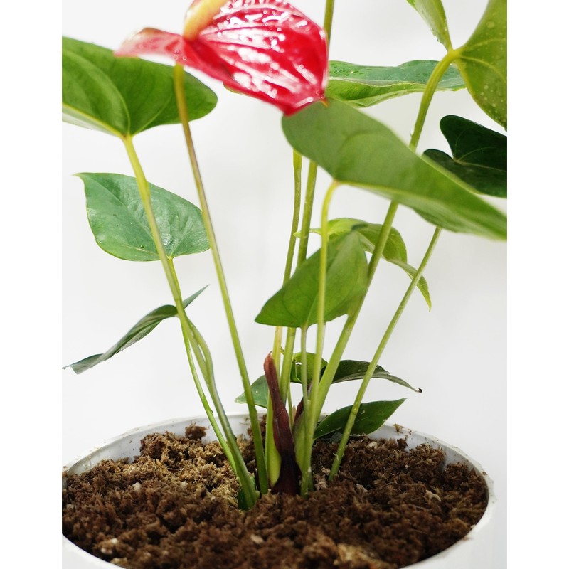 Kapecute 2QT Anthurium Potting Soil, Professionally Formulated Lightweight, Persistent Humidity,