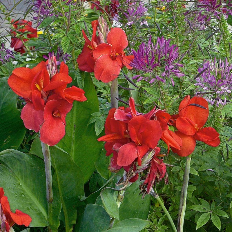Outsidepride Red Canna Seeds - 10 Seeds