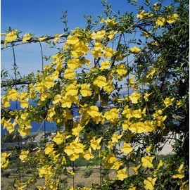 Flowers Cat's Claw Creeper Dolichandra Unguis-Cati (20 Seeds) (29B) Fresh 2024 Seeds