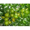 Home-Growth Key Lime, Acid Lime - 10 Seeds 2024 -