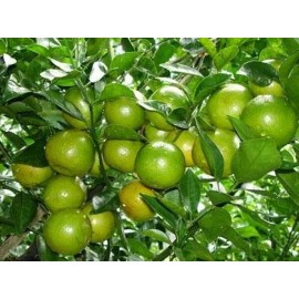 Home-Growth Key Lime, Acid Lime - 10 Seeds 2024 - USA