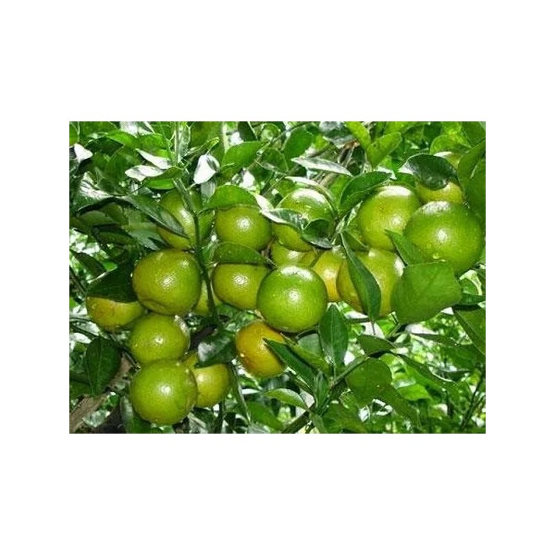 Home-Growth Key Lime, Acid Lime - 10 Seeds 2024 -