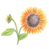 Faber-Castell Classic Colored Pencils Tin Set, 36 Vibrant Colors In