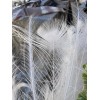 Unbranded Peacock feathers- white or Indian blue