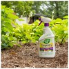 Garden Safe Fungicide, Prevents Fungal Diseases, Controls Black Spot, Rust