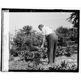 HistoricalFindings Photo: County Garden,Gardening,Vegetables,Unidentified Location,1918-1920