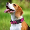 Reflective Martingale Dog Collars. Dog Collar with Quick Release Buckle.