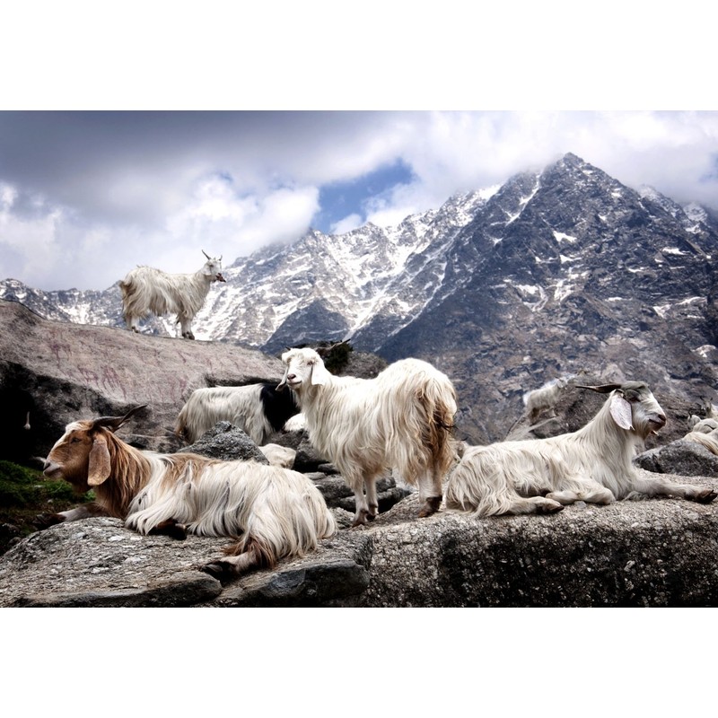 Lorenzo Cana Luxury Reversible Scarf 100% Cashmere Cashmere Scarf Cashmere