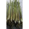 Fresh 10 Live Matured Lemongrass Plant - Edible Herb -
