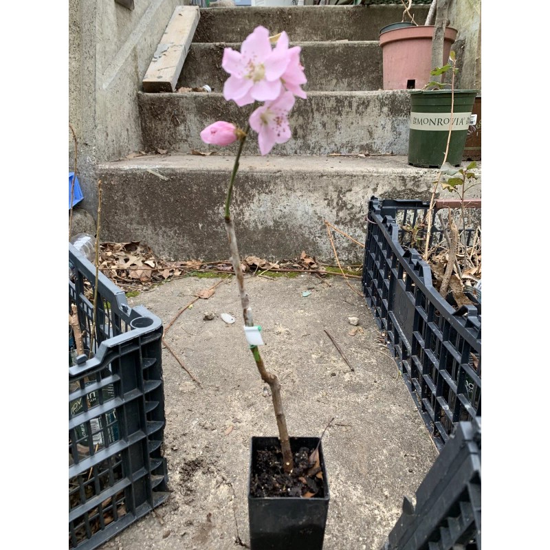 live plant Indian Blood Cling Peach grafted Bare root 1