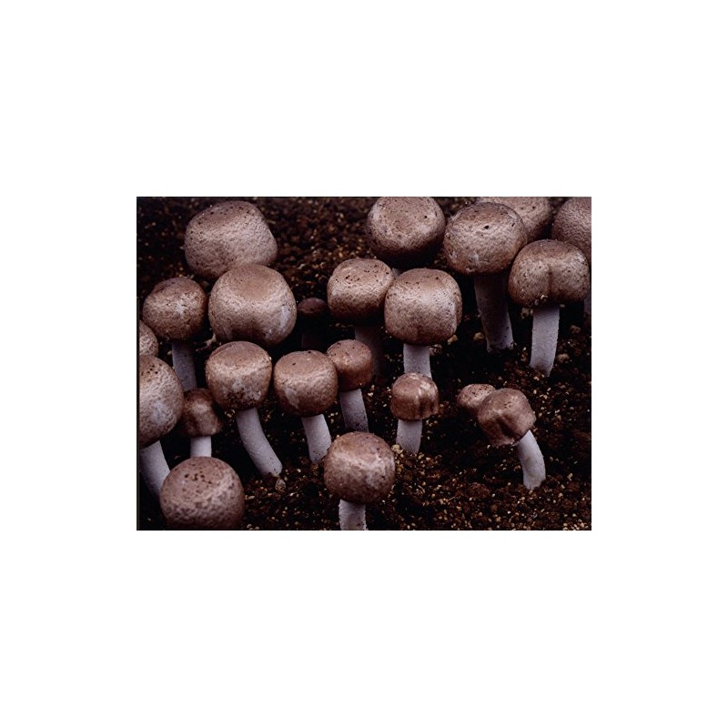 Nano (Nano) agarikusu If You Walk Through Body Extract Granules