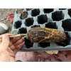 Pakistan Long Mulberry Tree - Morus Macroura Long Mulberry -