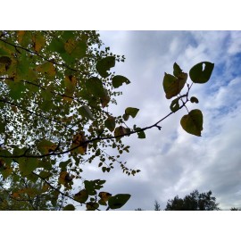 Treeplant Cottonwood Tree 1-2 Feet LIVE PLANT Bare Root SUPER FAST GROWING