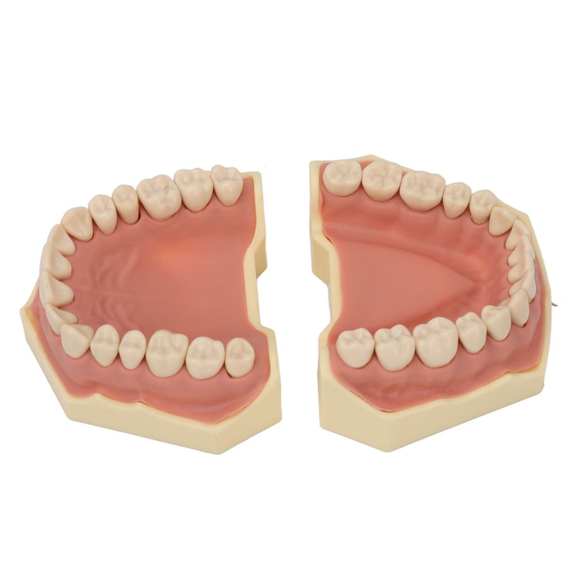 Dental Teaching Model Soft Gum 32 Teeth Dental Demonstration Teeth