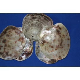 Salty Pelican Drilled Hole Saddle Oysters Large Size Range 4" - 5", Volume Priced, SS-61h - 25 items $78.98