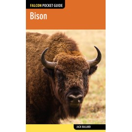 Bison