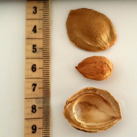 Nature's Choice Supplements California Grown Apricot Kernels (1 Pound, 750 Seeds)