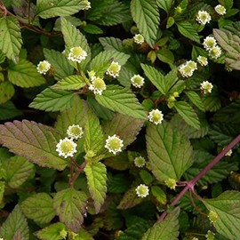 Aztec Sweet Herb Seeds (Lippia dulcis) Packet of 50 Seeds