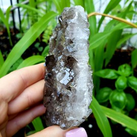 Smokey Quartz - Rough Cut Base Multi Point Cluster Natural Metaphysical Chakra Crystal Healing Gemstone Specimen - piece #2