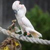 FOMIYES Metal Bird Foot Ring Homing Pigeon Supplies Parrot Leg