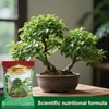 Doter Premium Bonsai Soil Mix with Enhanced Aeration & Drainage
