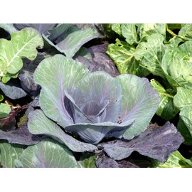 Cabbage Seeds Variety Pack for Planting – 4 Heirloom Varieties: Bok Choy (Pac Choi), Copenhagen Market, Golden Acre & Red Acre – Non-GMO, USA Grown Vegetable Garden Seeds for Home Gardening