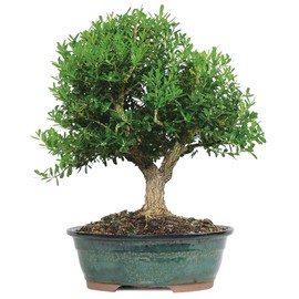 Brussel's Live Harland Boxwood Outdoor Bonsai Tree - 8 Years Old; 10" to 14" Tall with Decorative Container