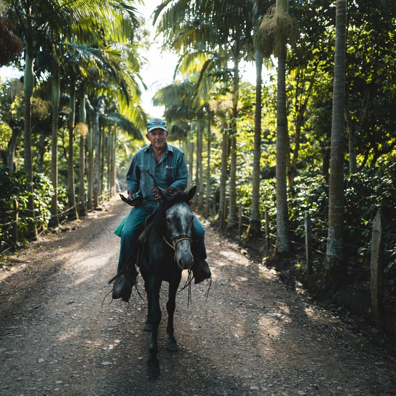 Fara Coffee, Whole Bean (Roasters Choice Organic (Medium / Dark),