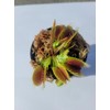 Generic Large Sized Big Mouth Venus Flytrap (Fly Trap Carnivorous