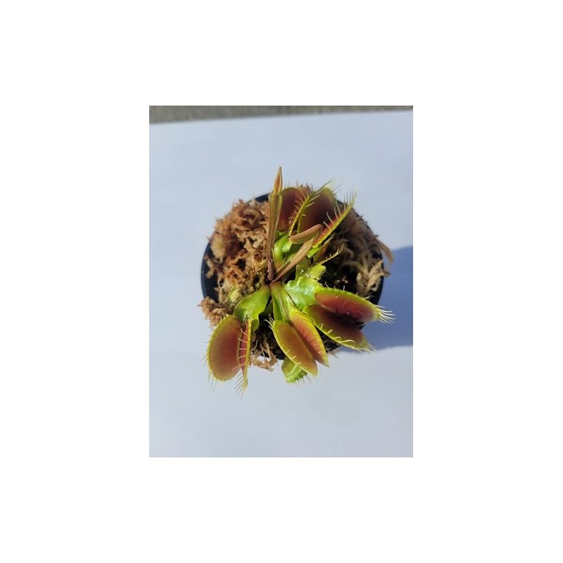 Generic Large Sized Big Mouth Venus Flytrap (Fly Trap Carnivorous