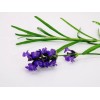 La Perfumm Aceite Esencial Lavanda 15ml Ó Romero Ó Naranja