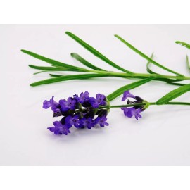 La Perfumm Aceite Esencial Lavanda 15ml Ó Romero Ó Naranja Ó Clavo