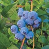 Unbranded 4 Biloxi Blueberry Fruits Live Plants Southern Highbush Four