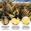 Dried Pineapple Dehydrated Slices Cocktail Garnish - 250g/8.8oz Freeze Dried