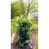 Mr. Stacky 1305-HG 5-Tier Stackable Strawberry, Herb, Flower, & Vegetable