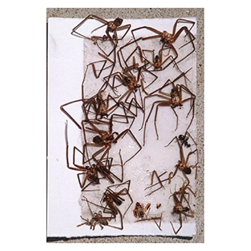 Bell Labs 12 Brown Recluse Spider Traps House Spider Traps