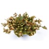 Incense Garden Rose of Jericho Flower The Resurrection Plant (1