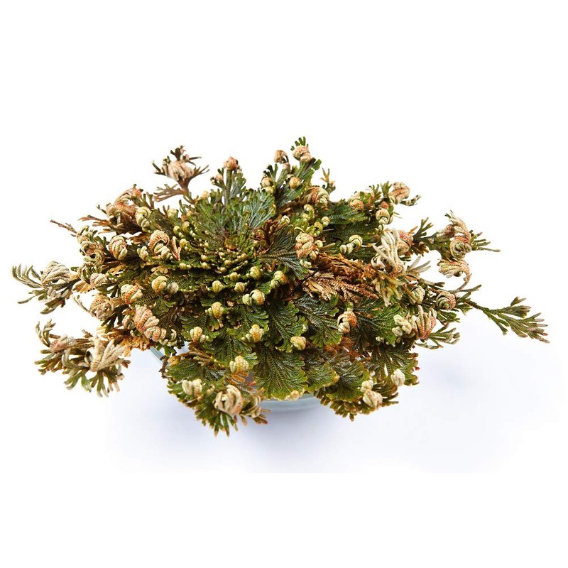 Incense Garden Rose of Jericho Flower The Resurrection Plant (1