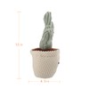 Apricot Lamb Soft Cactus Plant Plush Toy, Stuffed Green Pot,