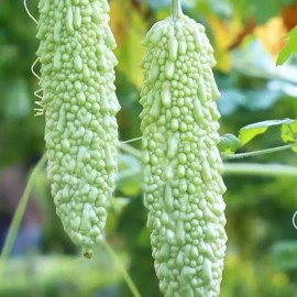 NYgardenia 15pcs White Pearl Bitter Gourd Seeds – Heirloom Balsam Pear Melon Variety