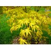 Ueno Homare Japanese Maple 2 - Year Graft