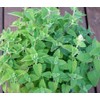 Catnip Herb Seeds- Your cat Will Love You- 400+ Seeds