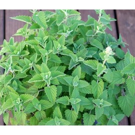 Catnip Herb Seeds- Your cat Will Love You- 400+ Seeds