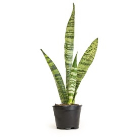 Sansevieria Zeylanica, Live Snake Plant Live Indoor Plants Live Houseplants, Live Plants Indoor Plants, Live Plants Indoor Low Light, Potted Plants, House Plants for Delivery Prime by Plants for Pets