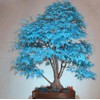 CHUXAY GARDEN Ghost Blue Maple,Acer Palmatum,Japanese Maple 10 Seeds Deciduous