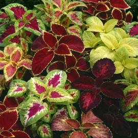 HSC 500+ Coleus Rainbow Mix Seeds